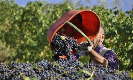 A Lecce un corso di laurea triennale in “Viticoltura ed Enologia”?