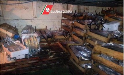 Sequestrati 871 esemplari di tonno rosso