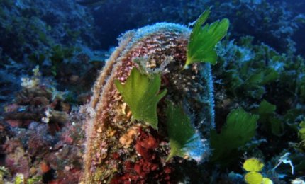 Tesori dal mare. La porpora e il bisso marino
