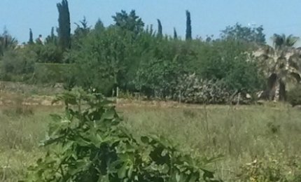 Alberi pericolosi