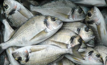 Educare i bambini a mangiare il pesce
