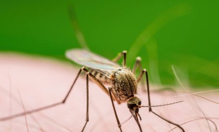 Foto Fondazione Alberto Veronesi