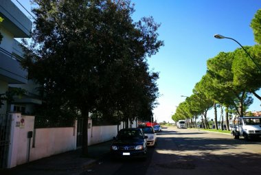 "Commissario, salvi le querce di Galatina!"