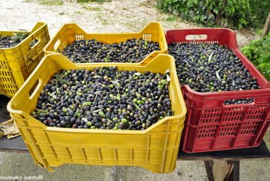 Olive come diamanti, trasportate con la scorta