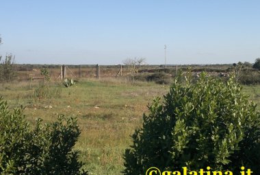 Ancora altre pecore uccise dai randagi. Paura a Collemeto