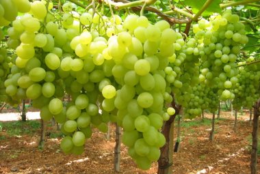 Luci ed ombre dell'agricoltura pugliese