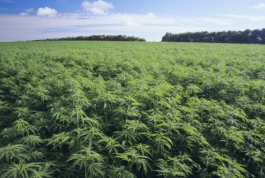 Accesso alla cannabis terapeutica "in Puglia si attui la legge"