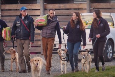 Un milione di pasti per gli animali abbandonati