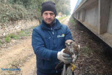 Soccorsa a Torre Guaceto una poiana ferita 