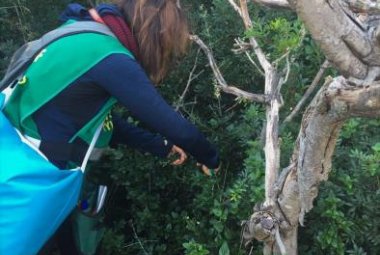 A Torre Guaceto non c'è la xylella