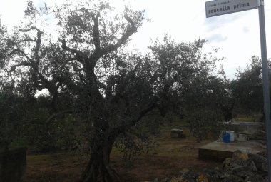 I residenti in via Roncella prima tornano alla carica