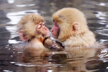 I macachi riconoscono i parenti