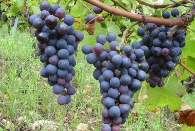 Il vino di Puglia spopola al ProWein in Germania