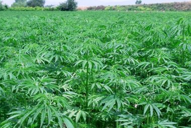 Coltivazione della canapa, la legge approvata all'unanimità nella commissione regionale attività Produttive