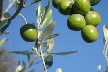 La ‘Favolosa’ resiste alla 'fastidiosa'
