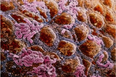 Il microbiota intestinale è influenzato da Marte?