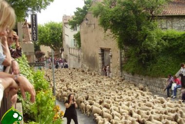 "Le pecore ascoltano la sua voce"