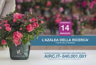 In Piazza San Pietro l'azalea della ricerca