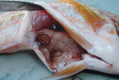 Molto rischioso mangiare il pesce crudo
