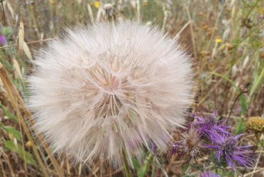 In Italia la seconda primavera più calda dal 1800 