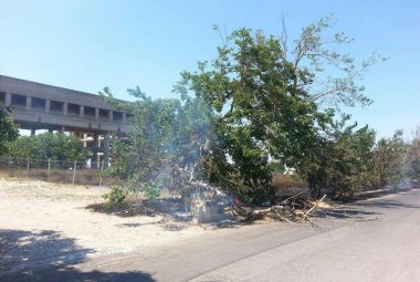 I gelsi di Nardò distrutti dal fuoco