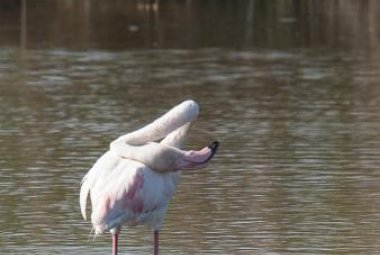 Un fenicottero solitario a Torre Guaceto