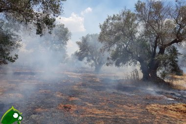 Con i cambiamenti climatici cresce il rischio di incendi