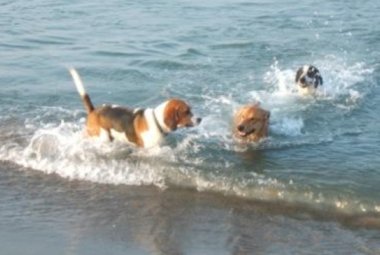 Lite in spiaggia per un maremmano a pelo lungo