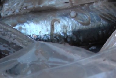 Intervento massiccio delle Forze dell'ordine nel mercato del pesce di Gallipoli