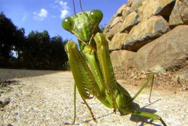 Anche il Salento invaso da insetti "alieni"