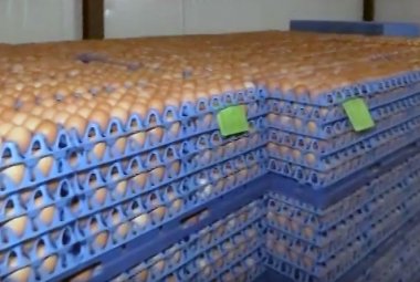 Uova al Fipronil anche in provincia di Lecce
