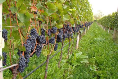In Puglia si sperimenta la vite che richiede meno acqua