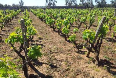 Al Rosa del Golfo due riconoscimenti di “Slow Wine 2018”