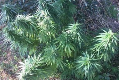 Coltivava marijuana in giardino, galatinese arrestato a Soleto 
