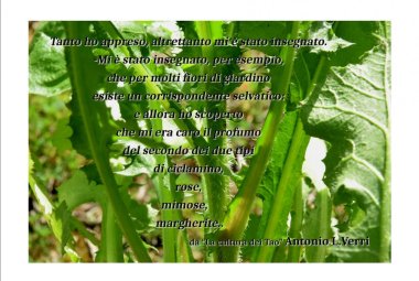 “Dai semi al cibo"