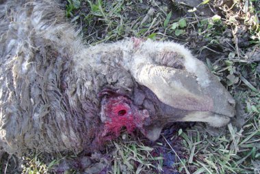 Il lupo è tornato nel Salento. La conferma dal suo dna trovato sulla carcassa di una pecora
