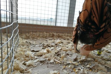 "Ha fatto il suo primo uovo"