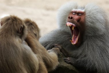 Ridere come i babbuini