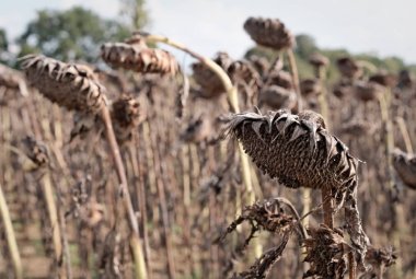 La tropicalizzazione del clima danneggia l'agricoltura pugliese