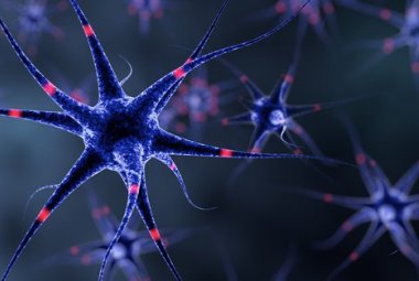 Uno sbilanciamento fra due proteine alla base di anomalie nel sistema nervoso del nascituro