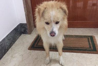 Chi ha smarrito questo simpatico cane?