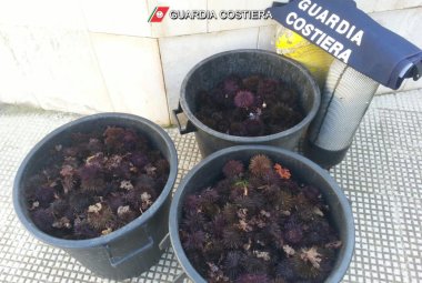 Mille ricci costano 4000 euro a due pescatori di frodo