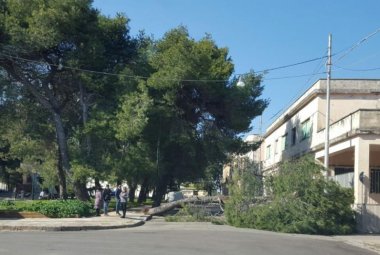 Un grosso pino cade su piazzale Stazione e sfiora un'auto