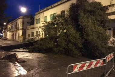 Un altro pino vittima della burocrazia