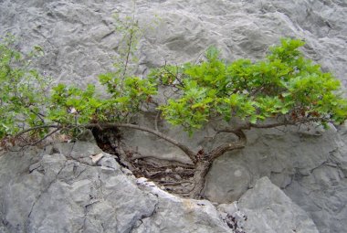 Al Palazzo della Cultura di Galatina la prima mostra esposizione di Bonsai