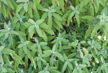 Alla scoperta dei profumi del Parco di Rauccio