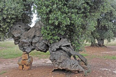 Emergenza xylella, il M5S sta con la Coldiretti