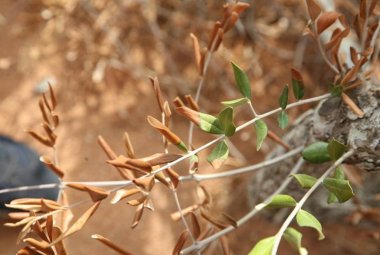 "Xylella Fastidiosa. La situazione ad oggi sul territorio della provincia di Lecce"
