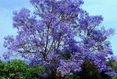"Alberi"