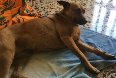 Di chi è questa cagnolina?